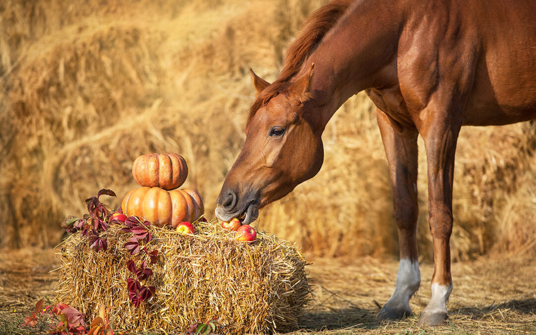 The Dude-Halloo Ranch Edition, October 2023