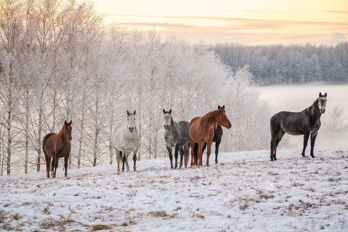 The Dude-Halloo Ranch Edition, December 2023 - Dude Ranch Foundation