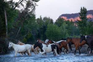 Horses walking through a body of water on a ranch with tall trees and mountains in the background.