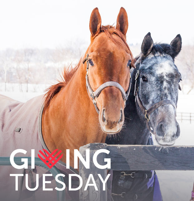 Giving_Tuesday_horses_post